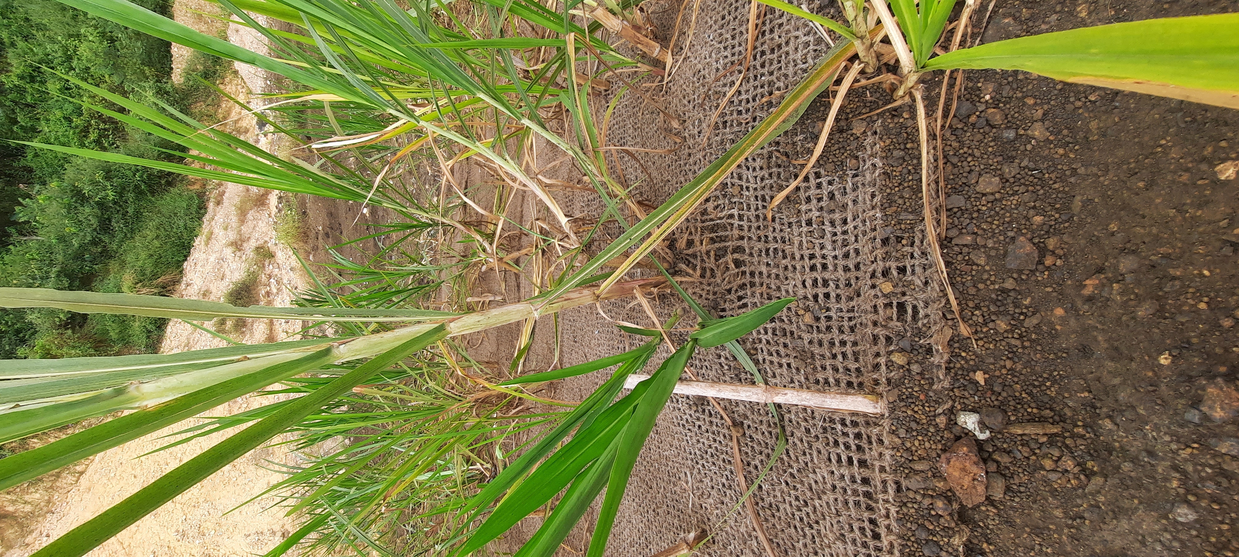 RBE field work